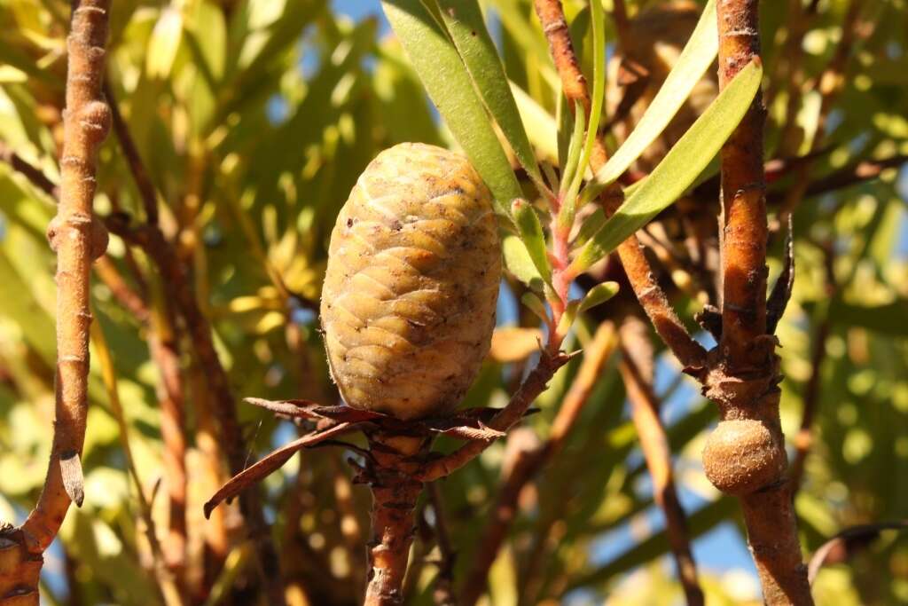 Image of Leucadendron meridianum Salter ex I. Williams