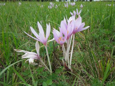 Image of Autumn crocus