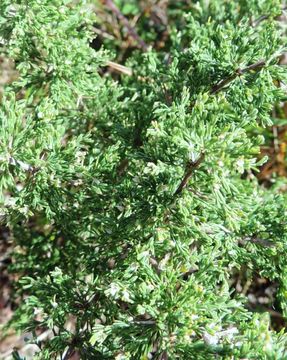 Imagem de <i>Asparagus capensis</i> L.