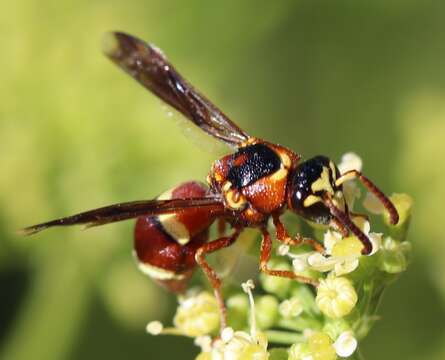 Rhynchalastor percampanulatus (Viereck 1906)的圖片