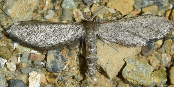 Image of Idaea carvalhoi Herbulot 1979