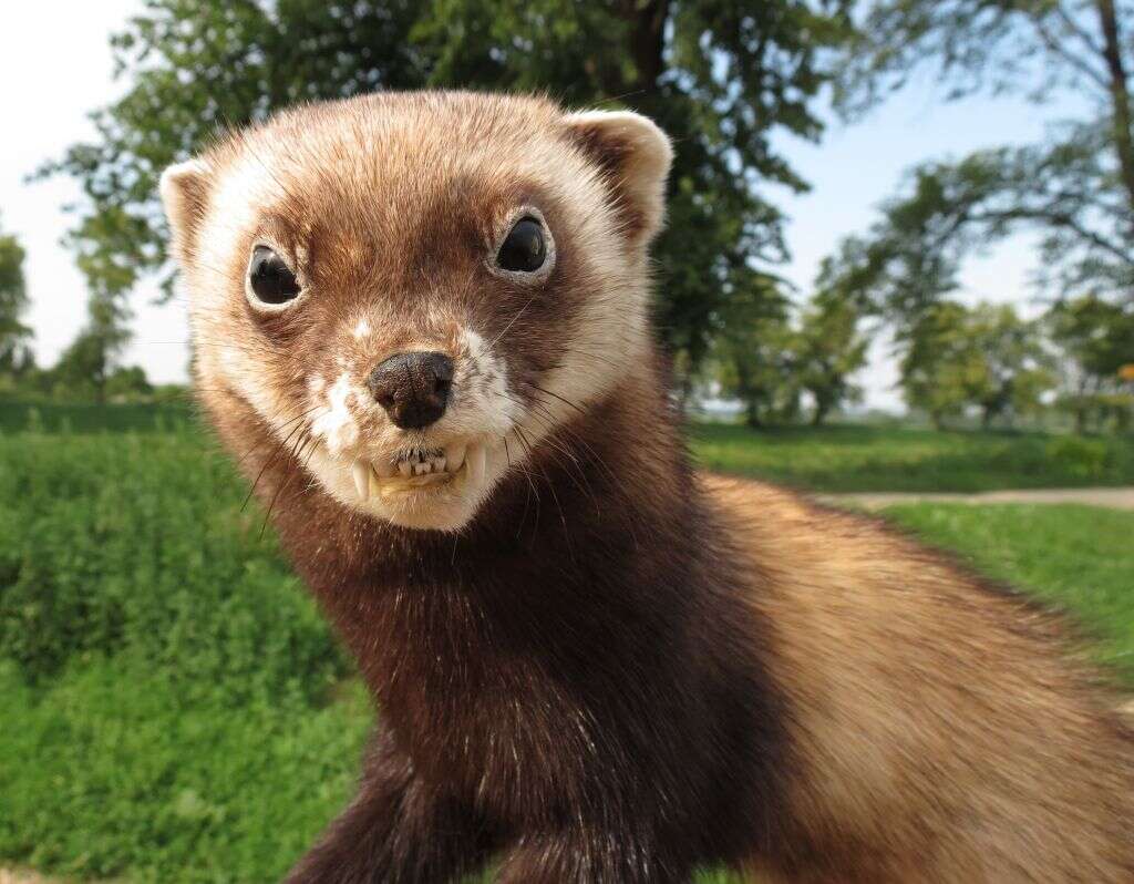 Image of Steppe Polecat