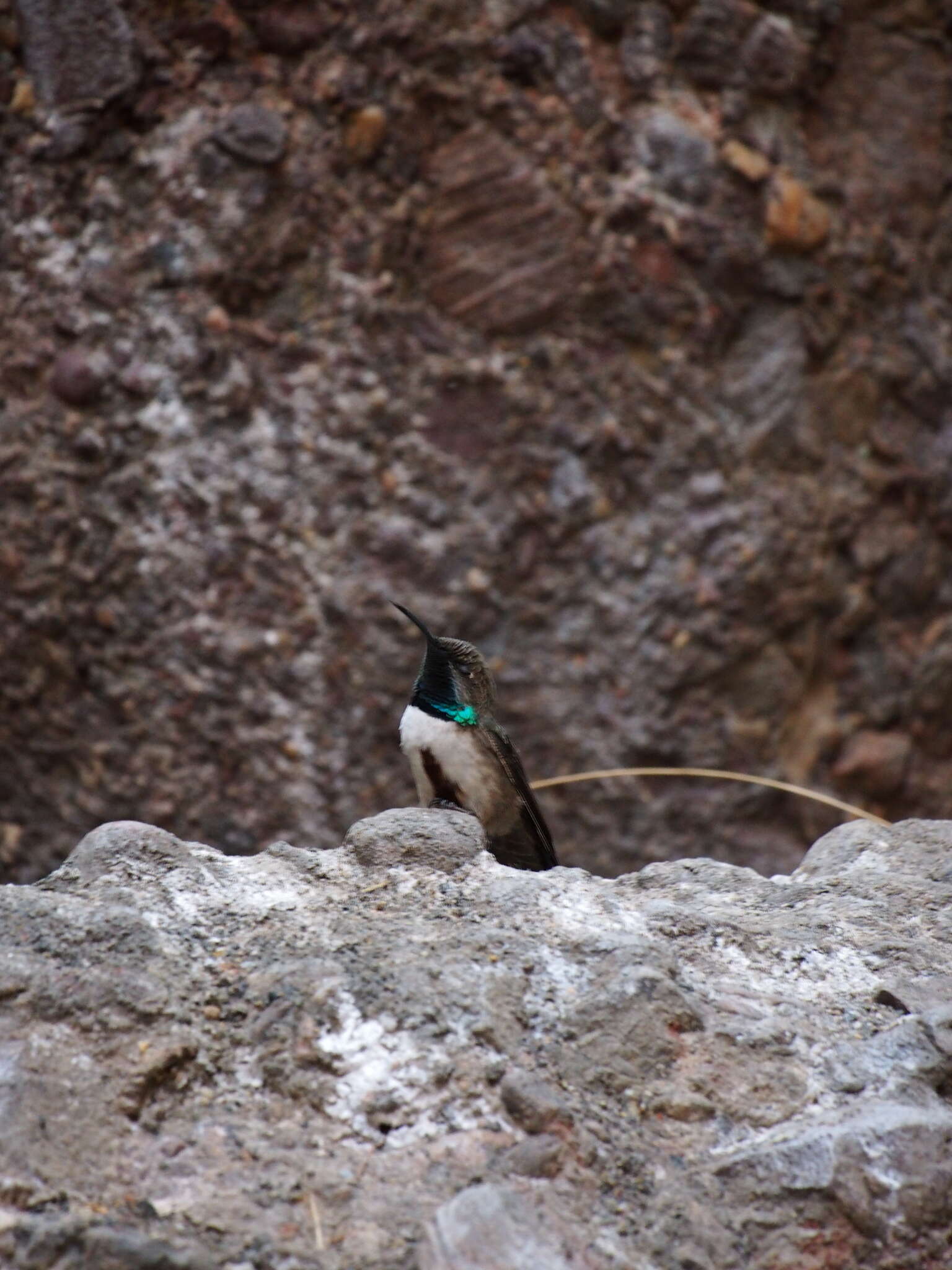 صورة Oreotrochilus leucopleurus Gould 1847