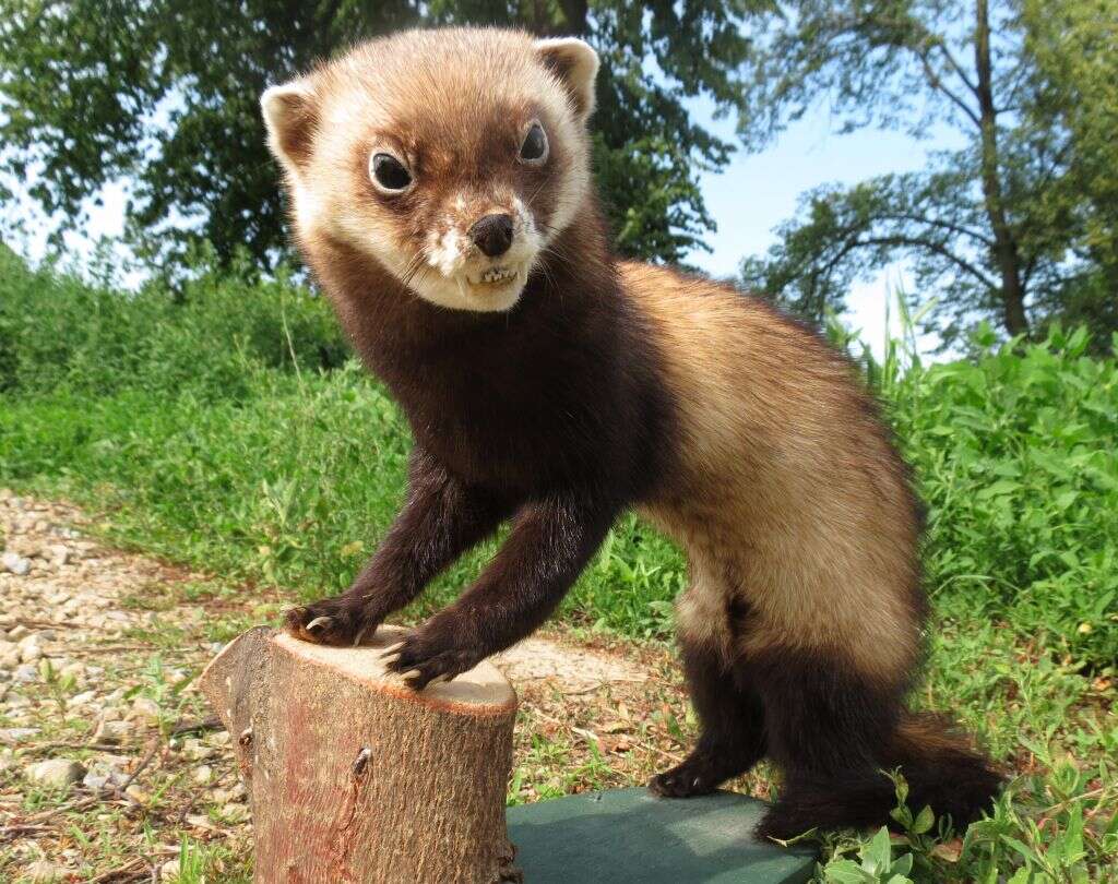 Image of Steppe Polecat