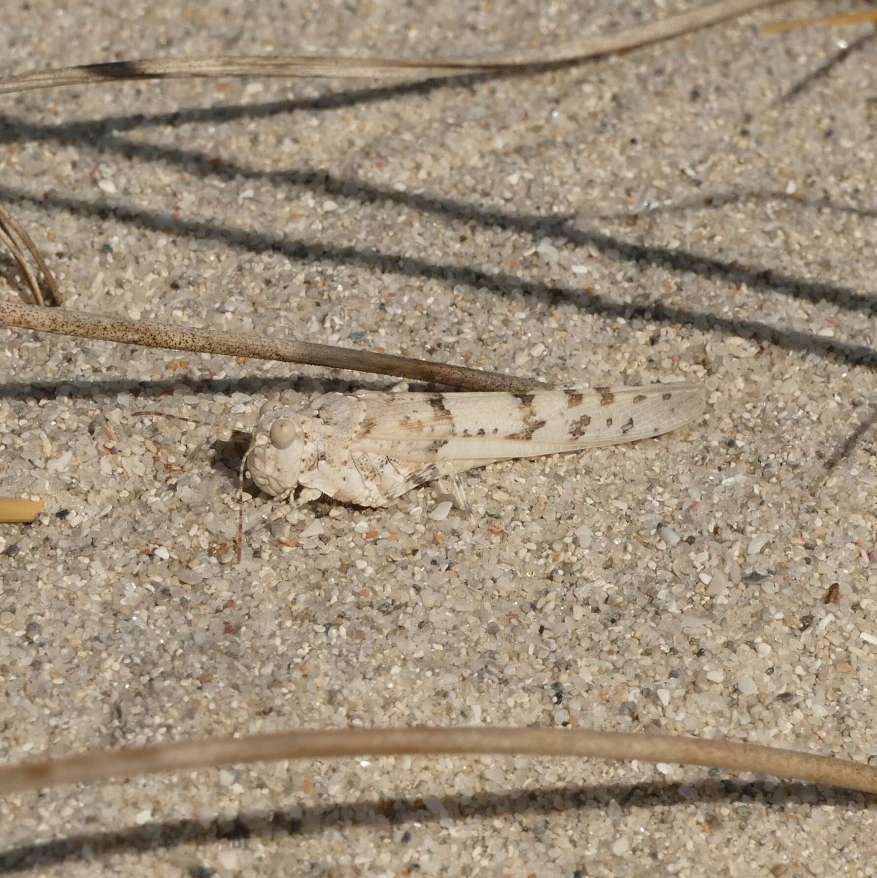 Plancia ëd Sphingonotus (Sphingonotus) uvarovi Chopard 1924