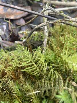 Image of Cypress-leaved plaitmoss