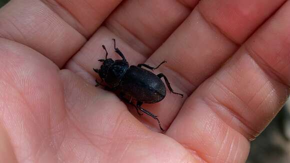 Image of smallstagbeetle