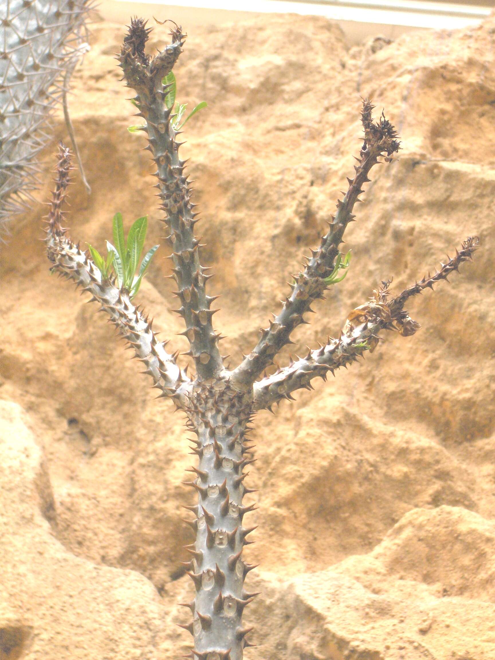 Image of Pachypodium rutenbergianum Vatke