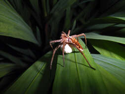 Image of Nursery-web spider