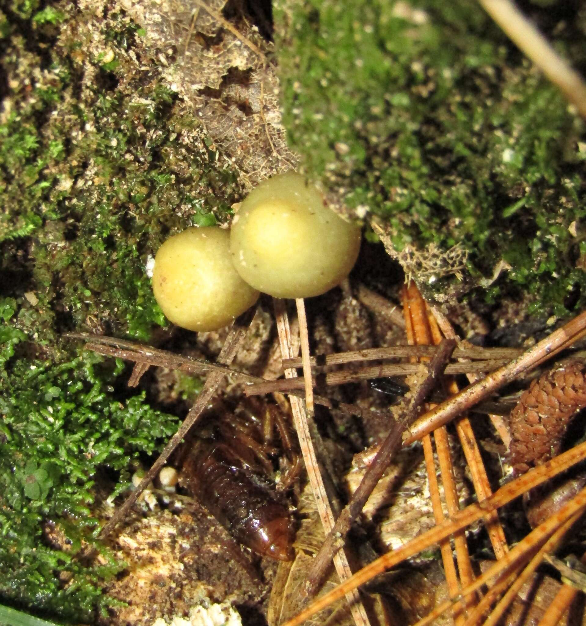 Plancia ëd Psilocybe weraroa Borovička, Oborník & Noordel. 2011