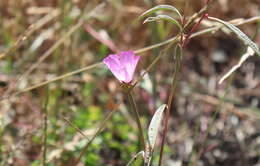 Plancia ëd Clarkia franciscana H. Lewis & Raven