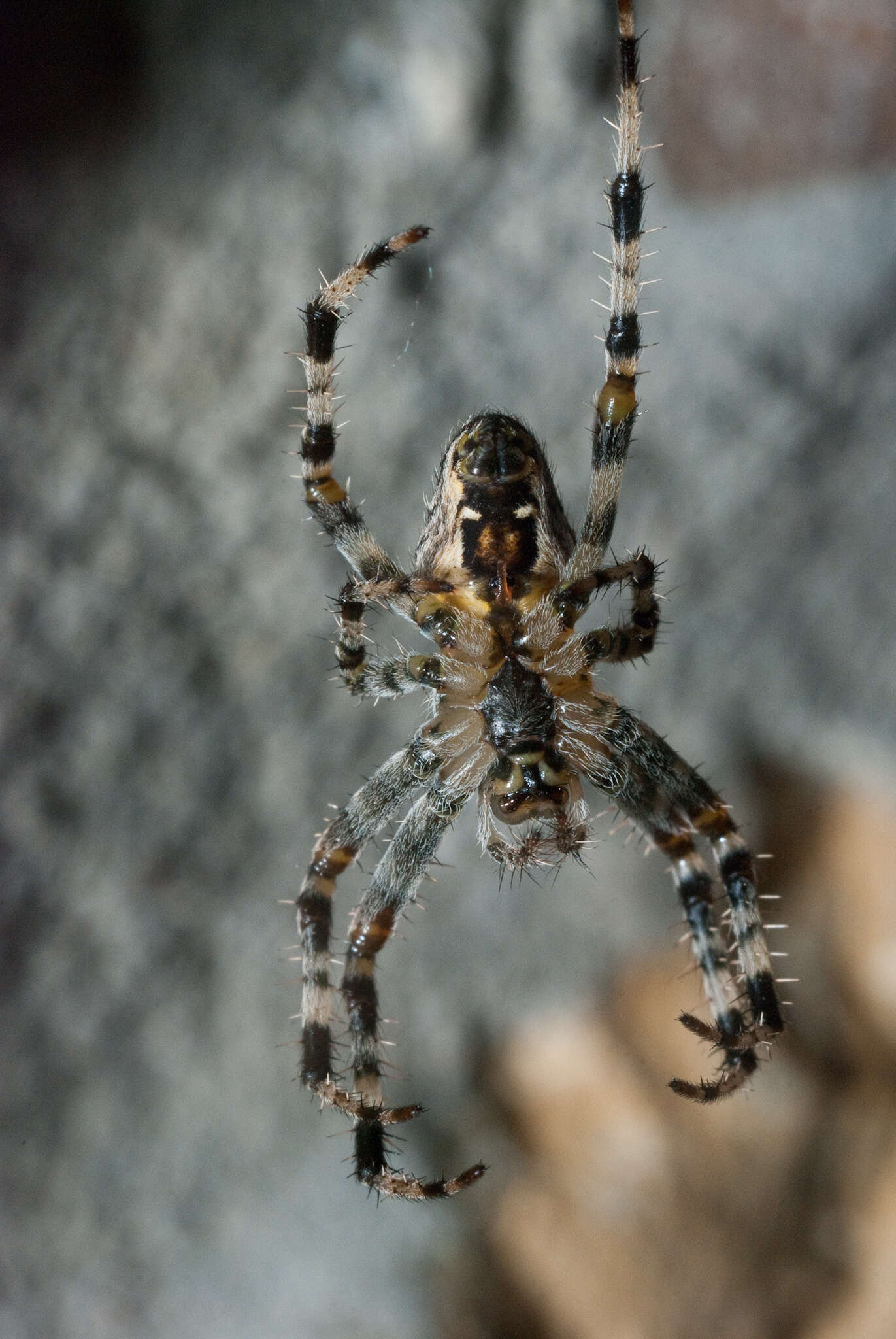 Image of Garden spider