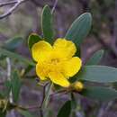 Image of Neofabricia myrtifolia (Gaertn.) J. Thompson