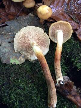 Kuehneromyces mutabilis (Schaeff.) Singer & A. H. Sm. 1946 resmi