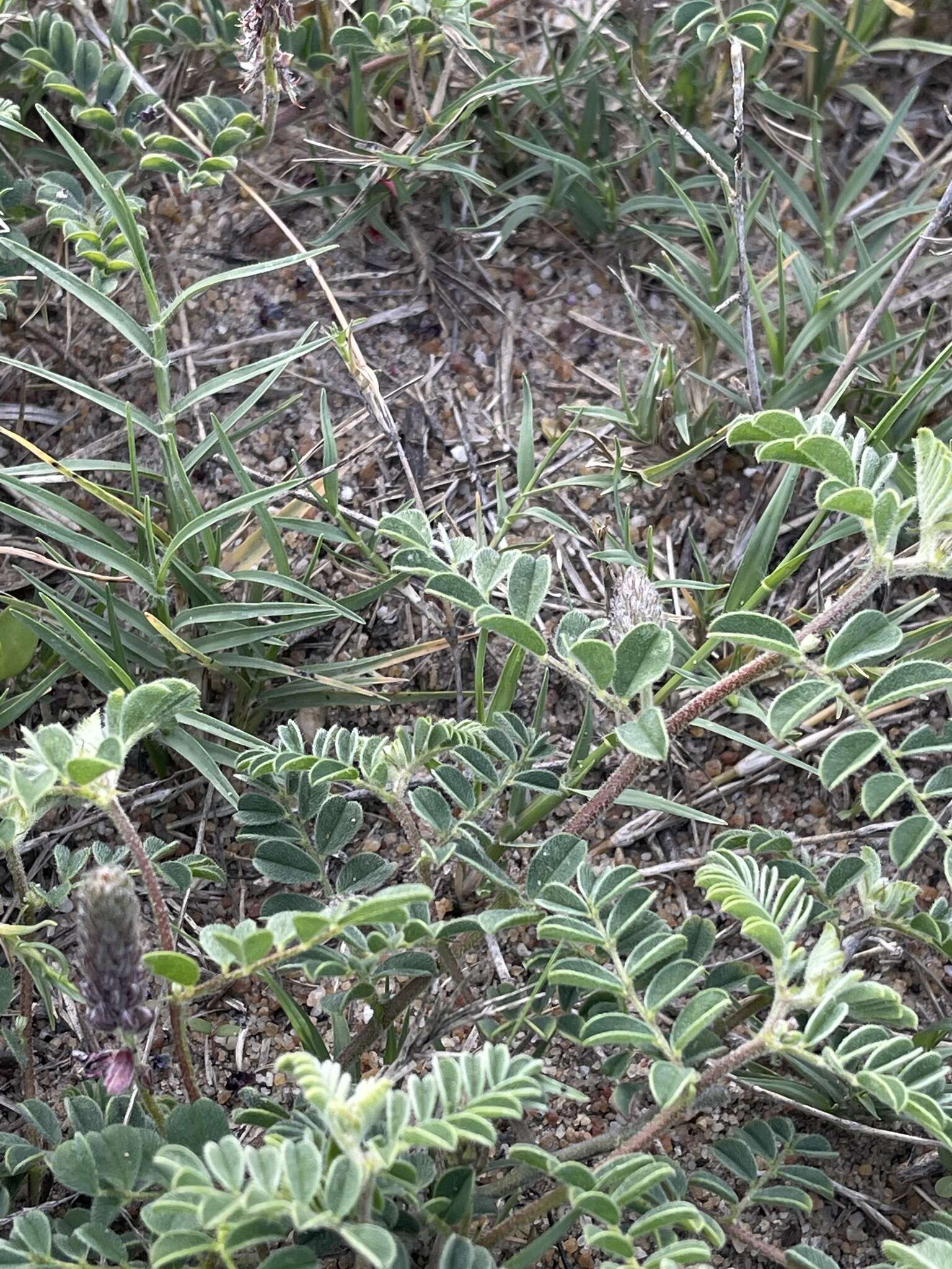 Imagem de Indigofera daleoides var. daleoides