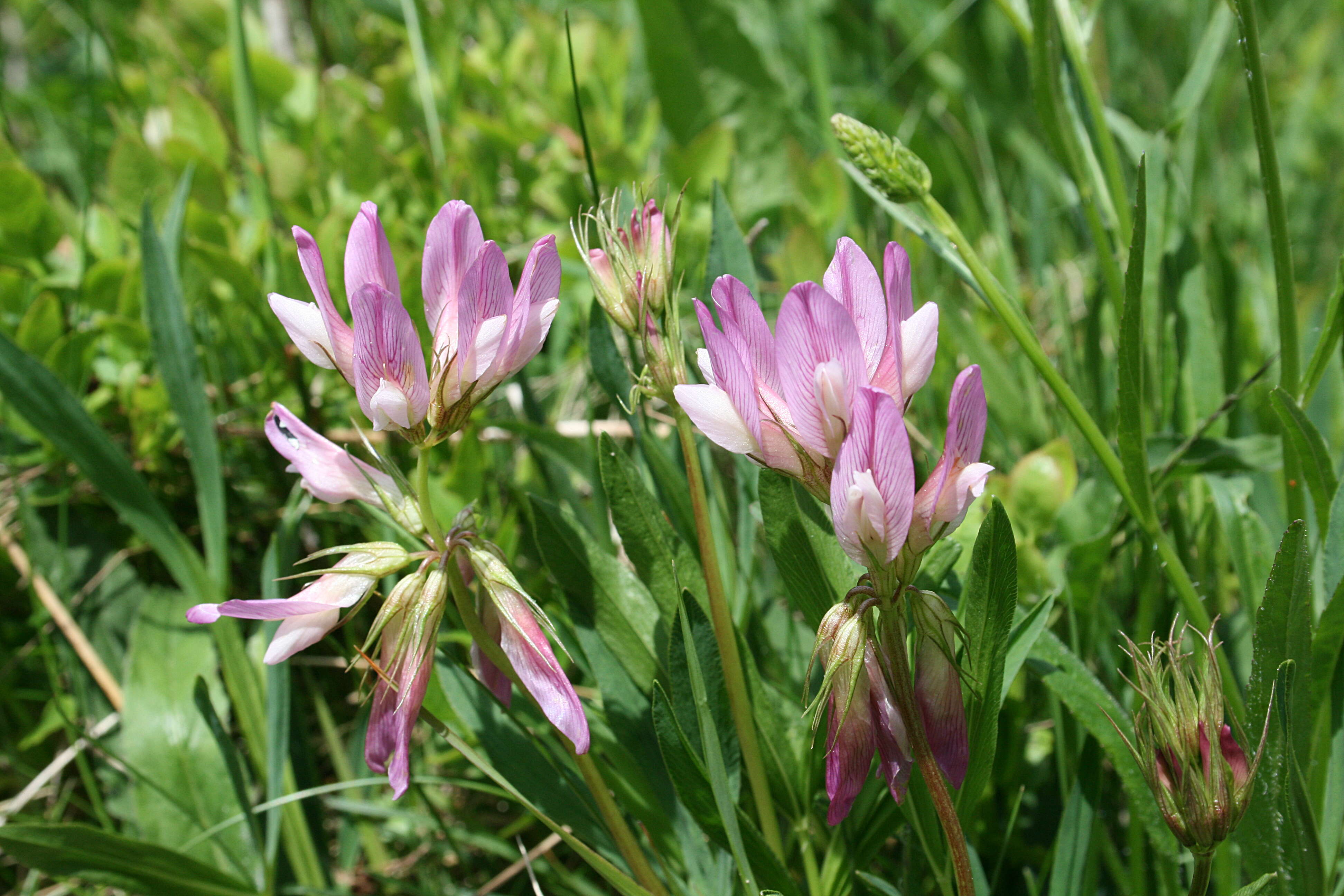 Image of alpine clover