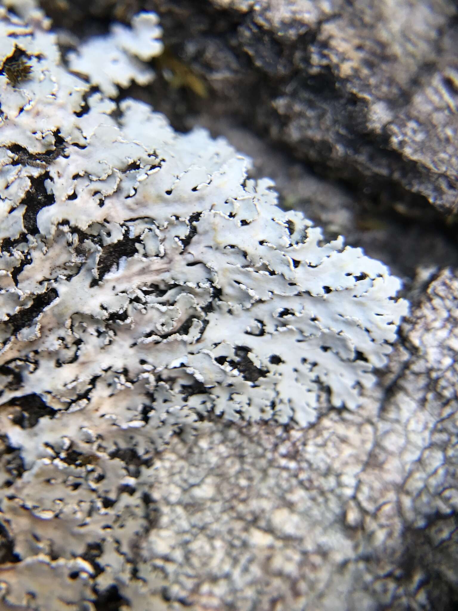 Image of shield lichen