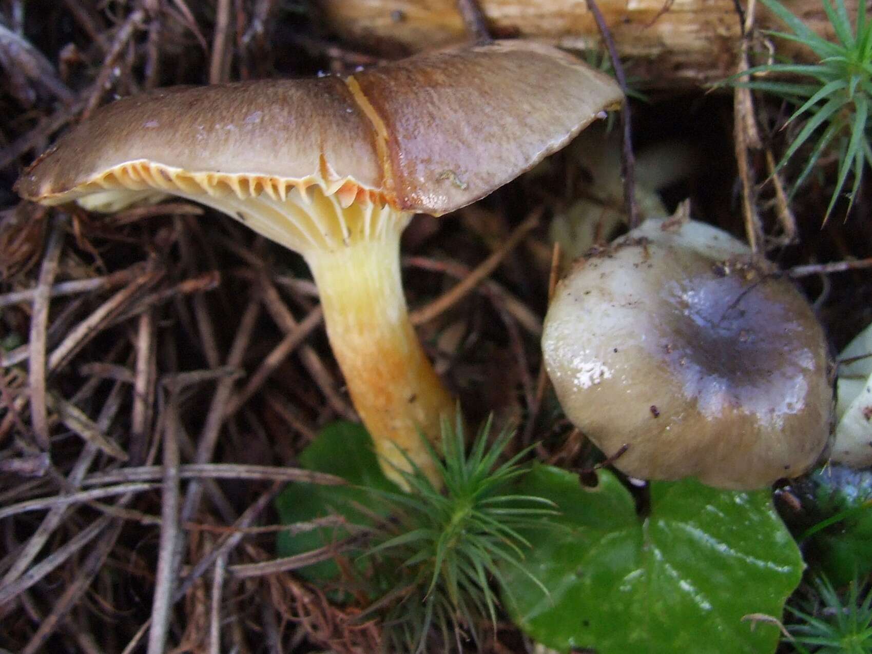 Plancia ëd Hygrophorus hypothejus (Fr.) Fr. 1838