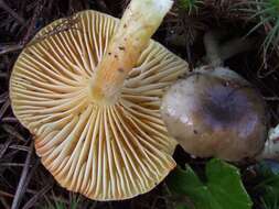 Plancia ëd Hygrophorus hypothejus (Fr.) Fr. 1838