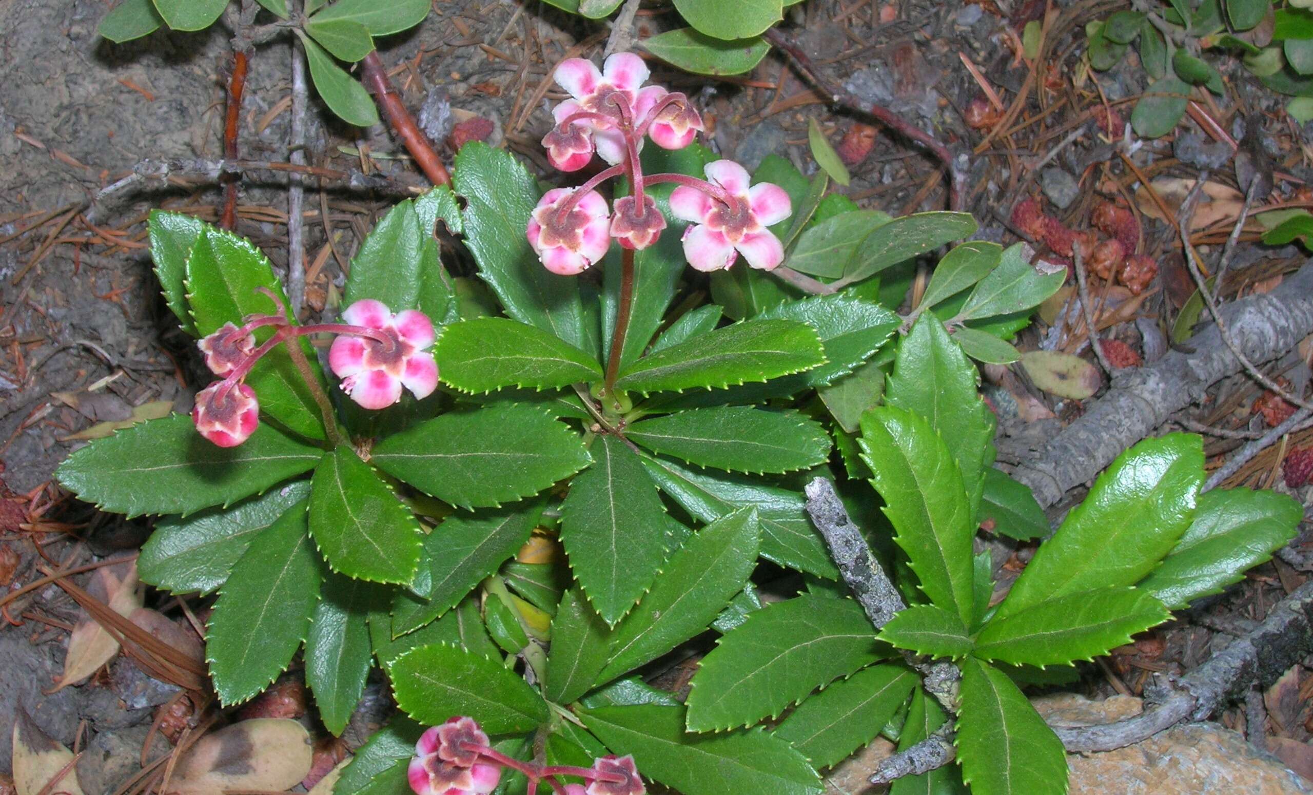 Image of pipsissewa