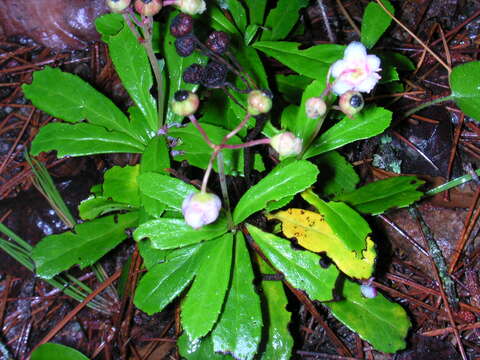 Image of pipsissewa