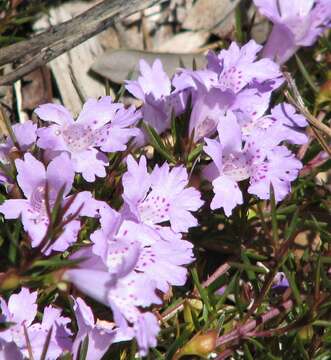 Image of Hemiandra