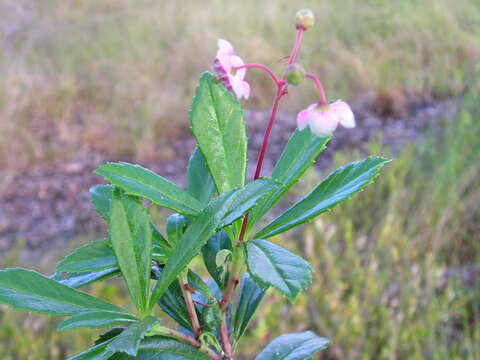 Image of pipsissewa