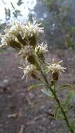 Image of Baccharis racemosa (Ruiz & Pav.) DC.