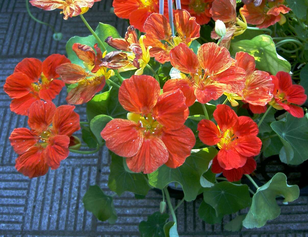 Image of Garden Nasturtium