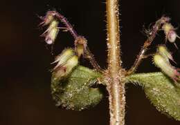 صورة Plectranthus efoliatus (De Wild.) A. J. Paton