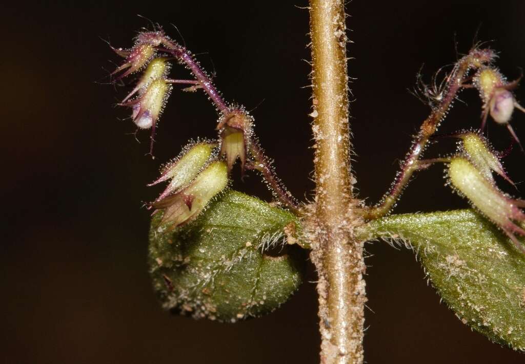 Image of Plectranthus efoliatus (De Wild.) A. J. Paton