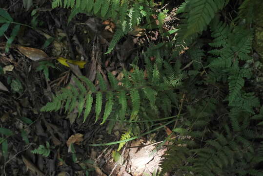 Image of Amauropelta glanduligera