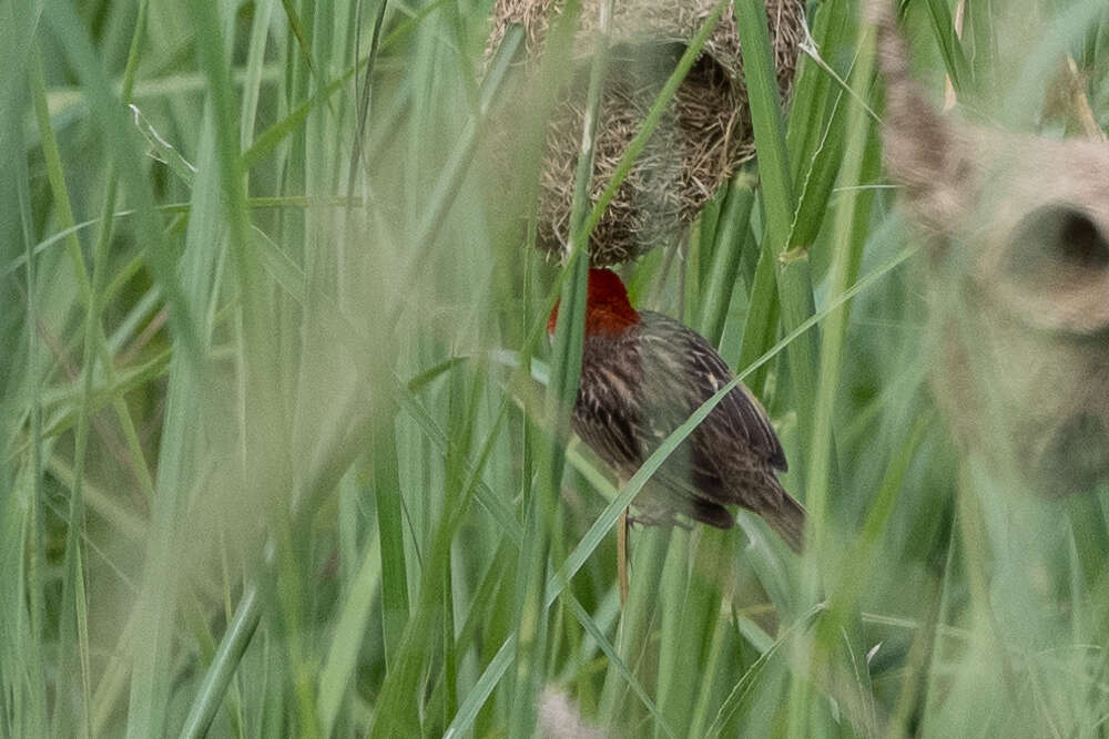 Слика од Quelea cardinalis (Hartlaub 1880)