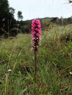 Image of Satyrium nepalense D. Don