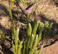 Imagem de Lachnospermum umbellatum (L. fil.) Pillans