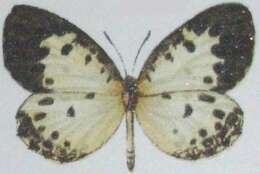 Image of Pentila hewitsoni (Smith & Kirby 1887)