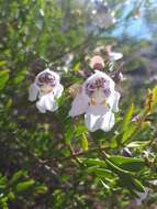 Imagem de Prostanthera striatiflora F. Muell.