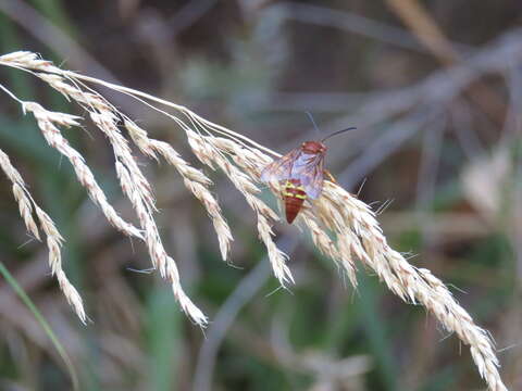 Image of Pacific Cicada Killer