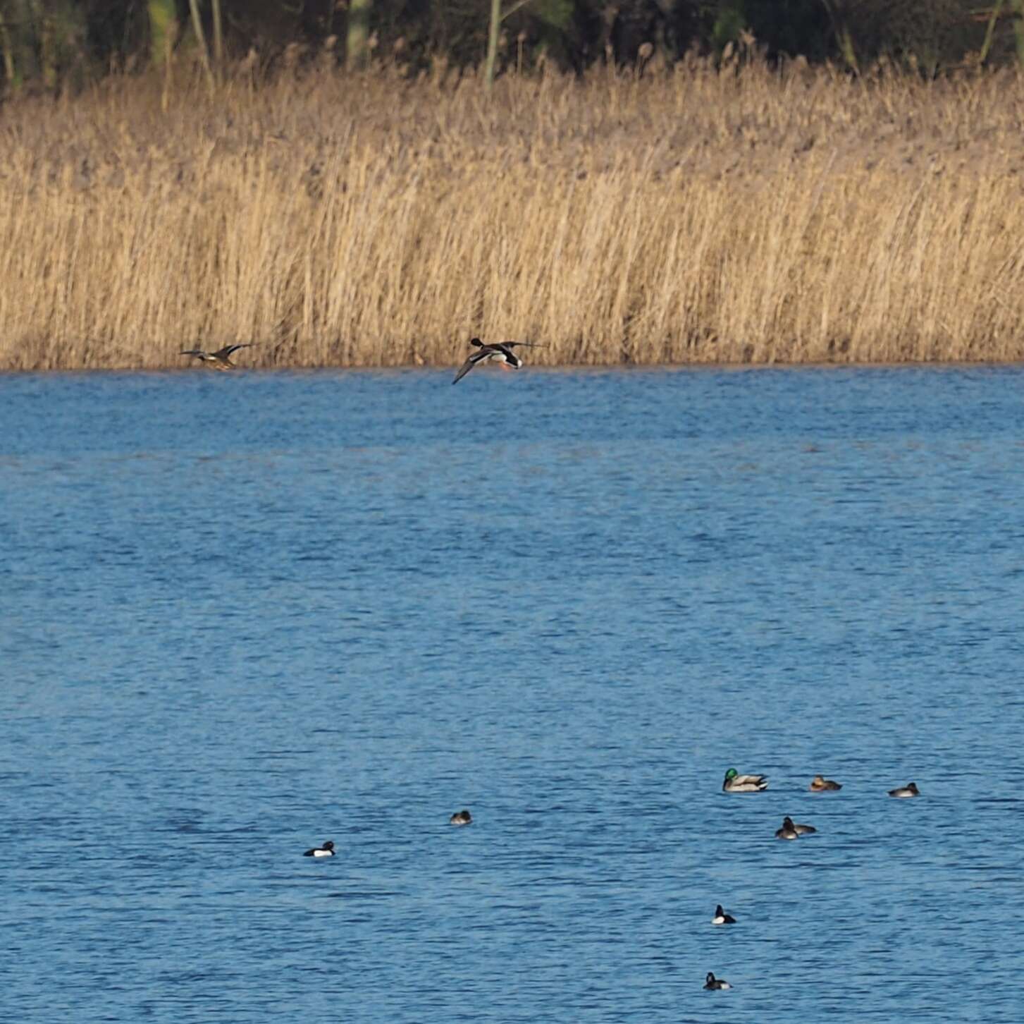 Image of Tufted Duck