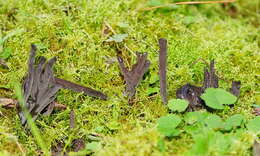 Image of Clavulina tasmanica (Berk. ex Cooke) Corner 1950