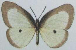 Image of Ornipholidotos muhata (Dewitz 1886)