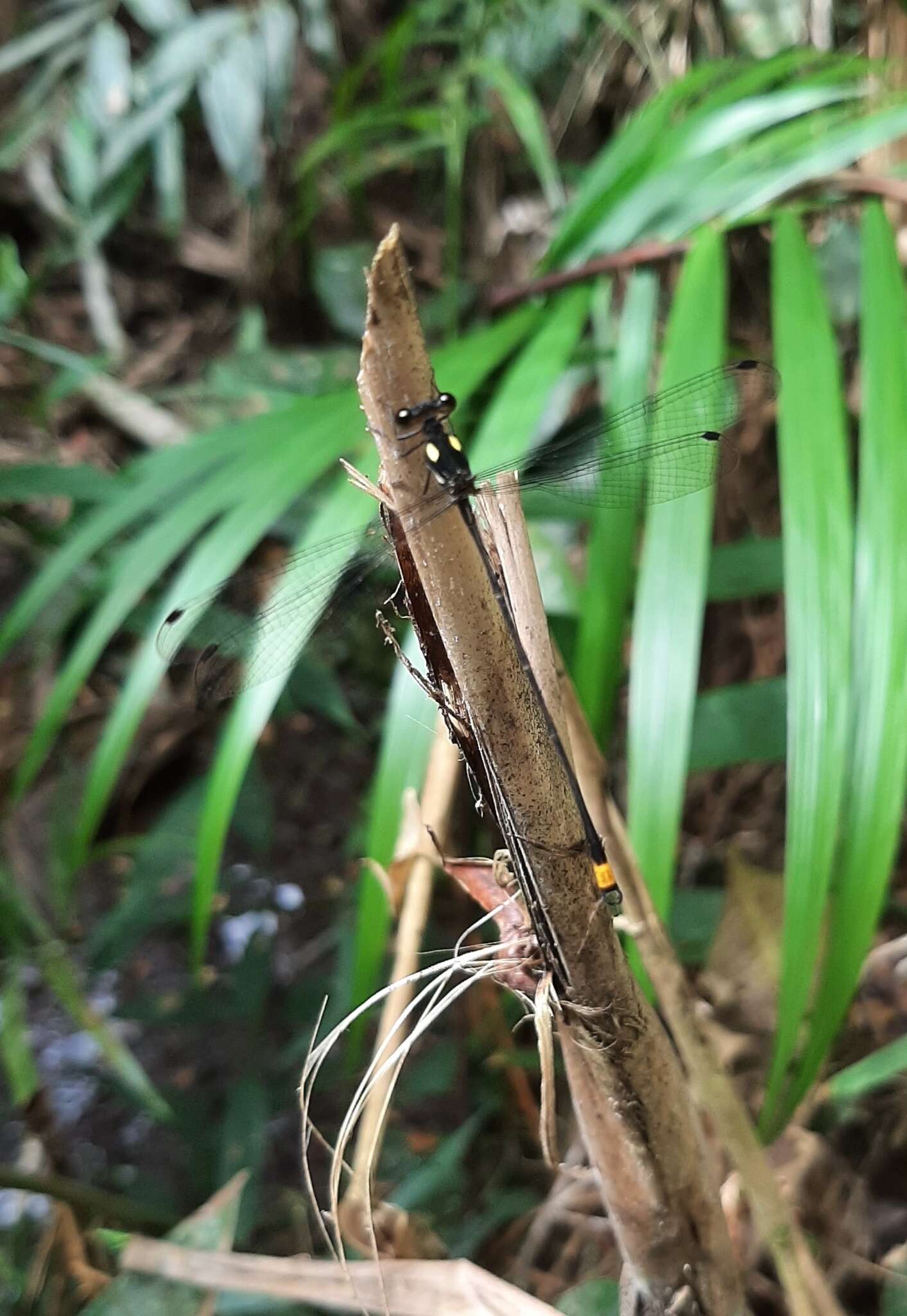 Image of Heteragrion tiradentense Machado & Bedé 2006