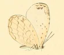Image of Liptena undularis Hewitson 1866
