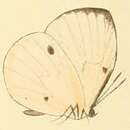 Imagem de Larinopoda lircaea (Hewitson (1866))