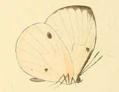 Image of Cream Pierid Blue