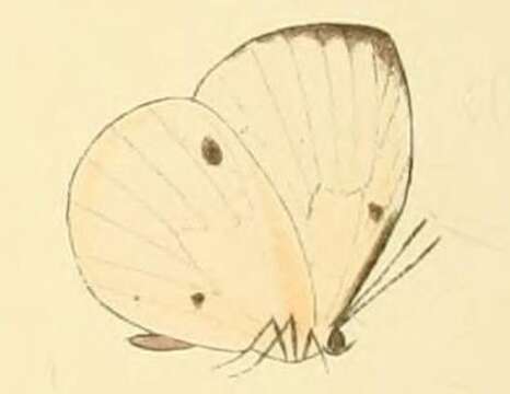 Imagem de Larinopoda lircaea (Hewitson (1866))