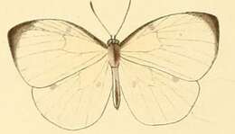 Imagem de Larinopoda lircaea (Hewitson (1866))