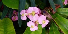 Image of Euphorbia lophogona Lam.