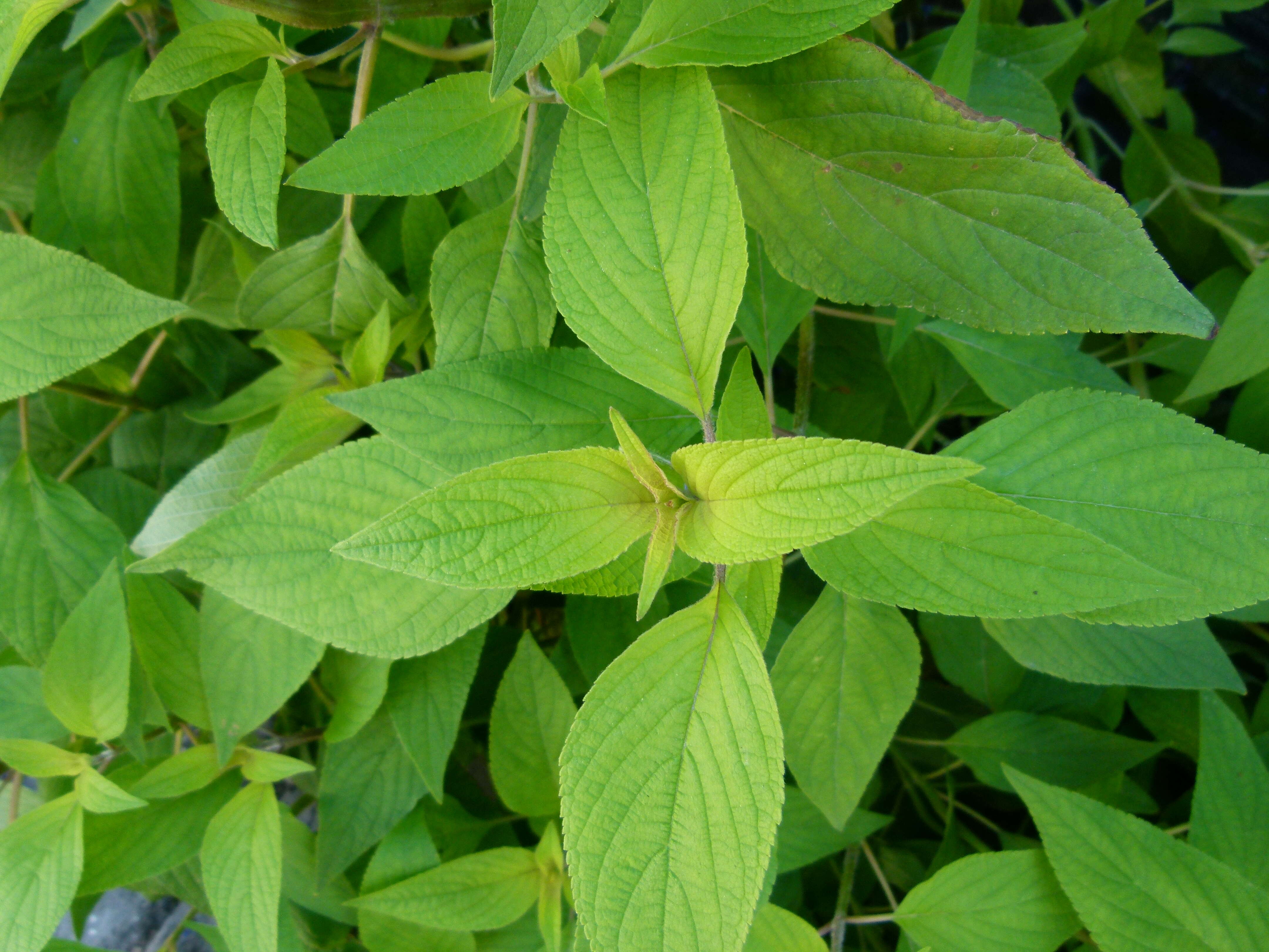 Image of pineapple sage