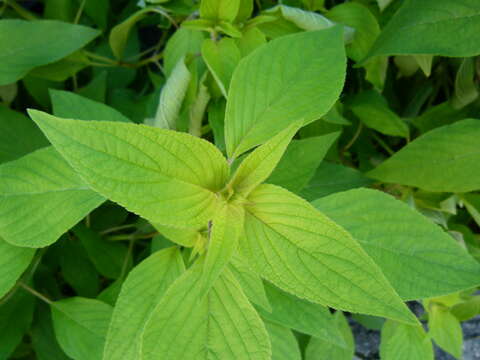 Image of pineapple sage